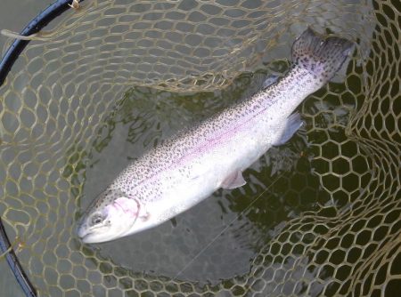 大安トラウトレイク 釣果